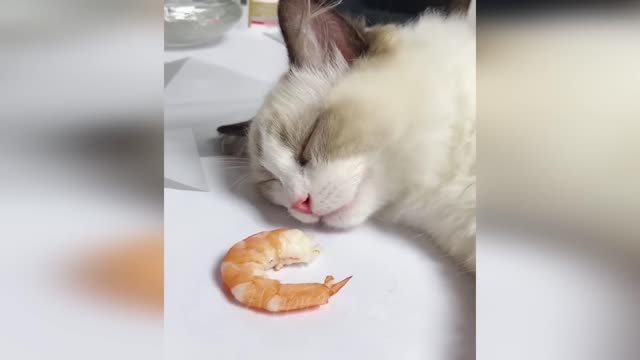 Funny animals - Funny cats/dogs |Funny animal videos