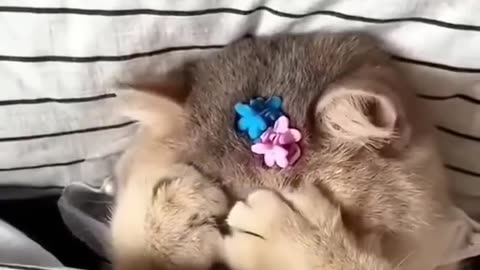 Cat videos cute cats kittens 😻🐾