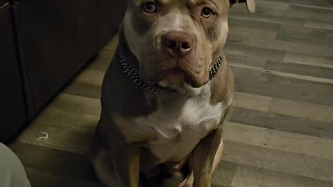 Xitlali the Bully