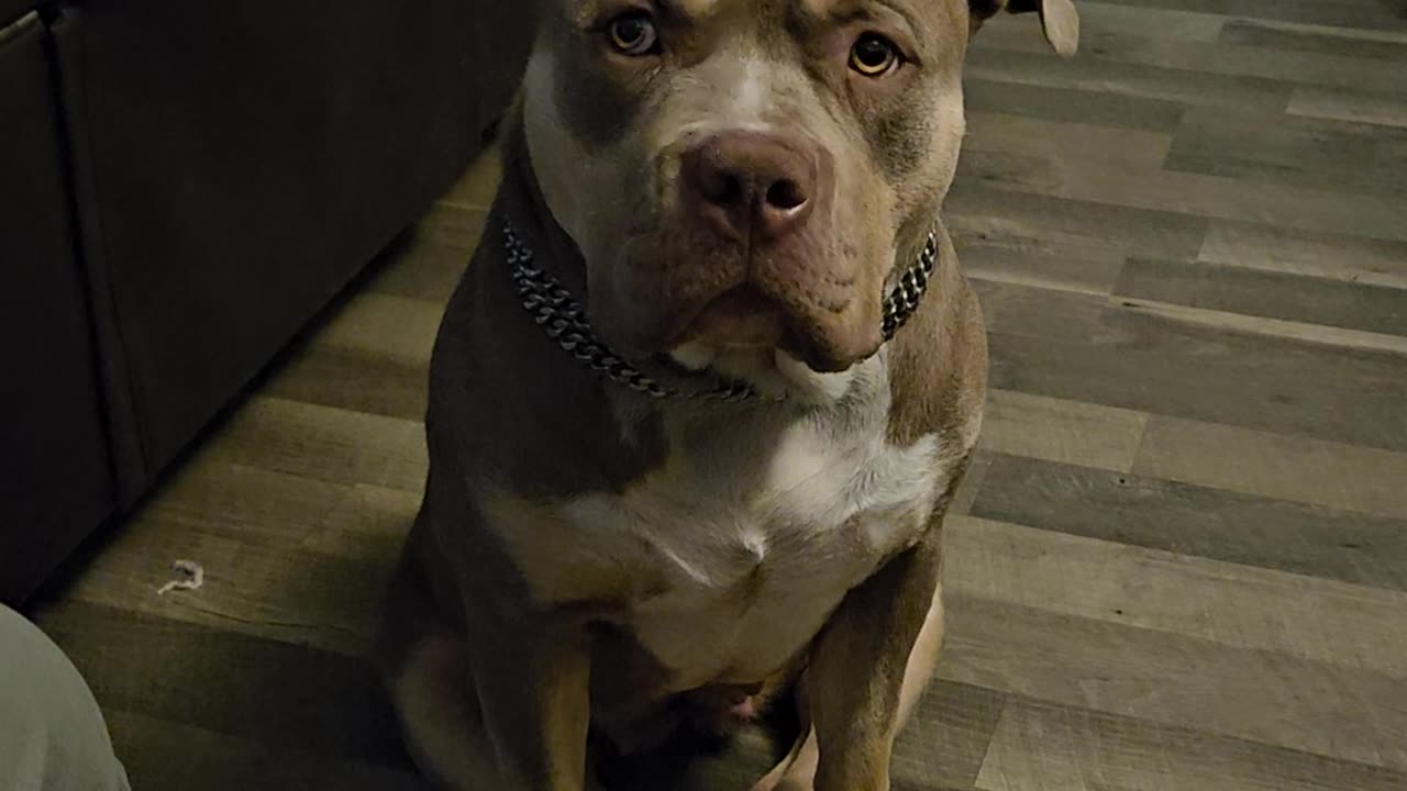 Xitlali the Bully