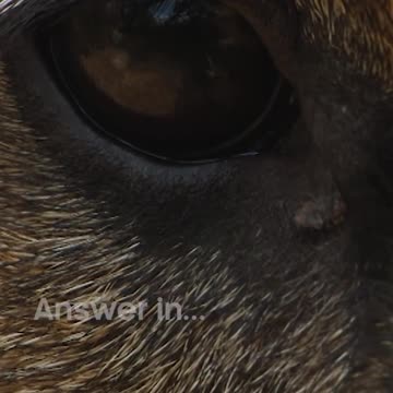 Can you tell who this furry face belongs to? | Dogs in the Wild | BBC Earth