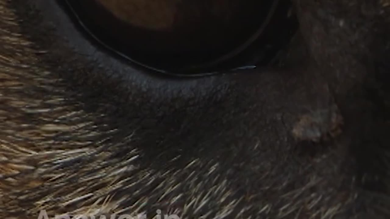 Can you tell who this furry face belongs to? | Dogs in the Wild | BBC Earth