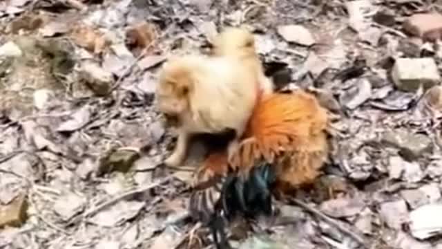 Chicken Vs Dog Crazy and Funny Fight - Funny and Crazy Dogs and chicken
