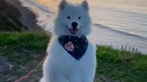 Dog training vifeo