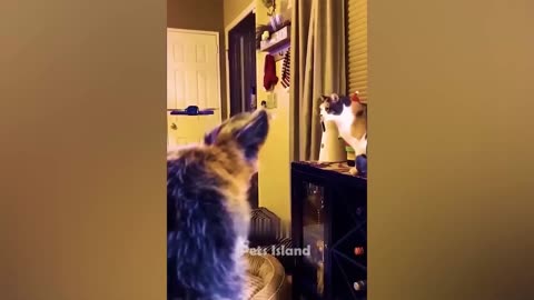 Most Trending Animal Videos - Funniest Cats and Dogs 2023 😺🐶 |