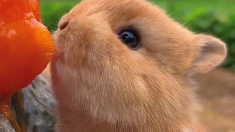 Guess what delicious food the little bunny is eating?