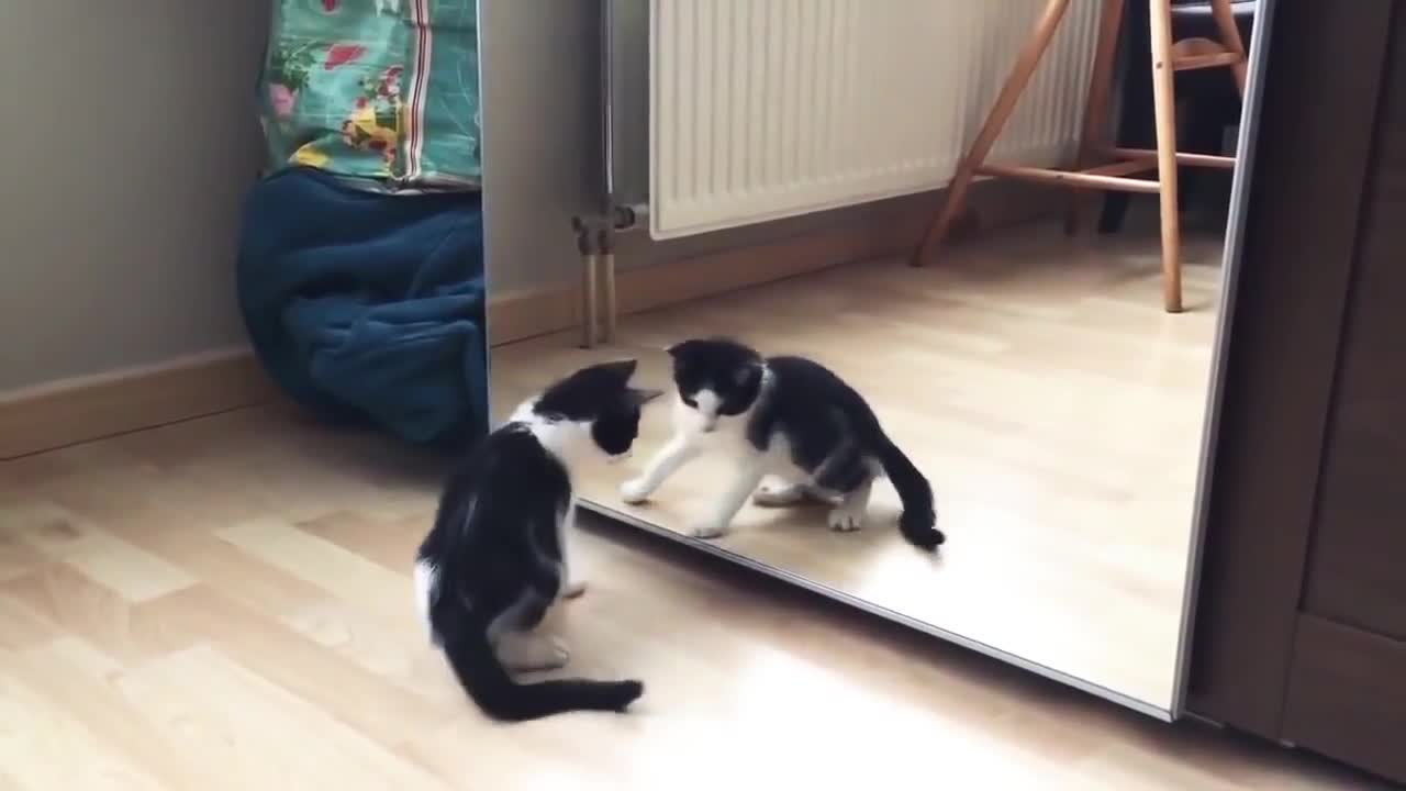 Funny Cat And mirror Video|Funny video