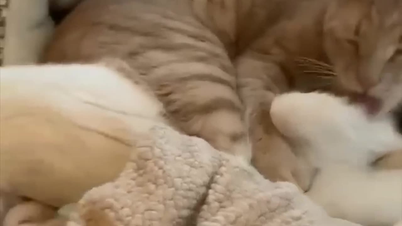 Fun of cat part 2 😂