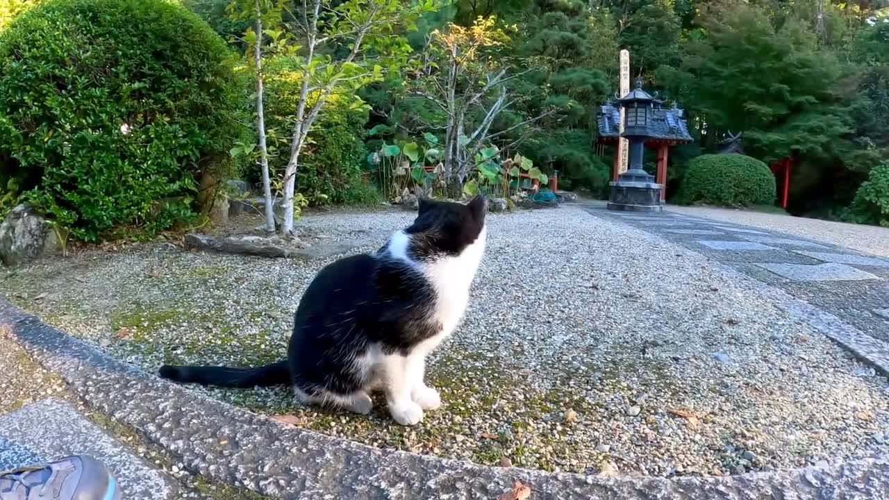 Cute cat in Street japan