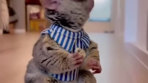 Best Funny Animal Videos Of 2024
