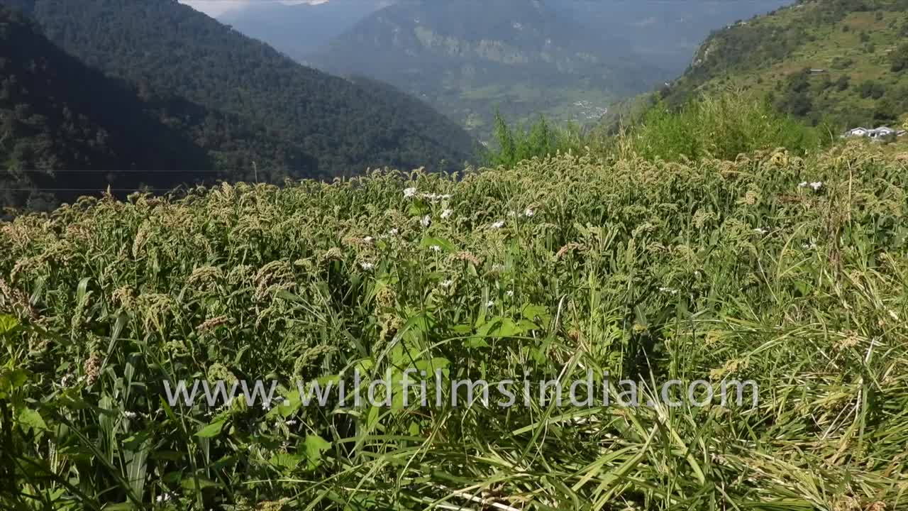 Ragi cultivation | Staple diet of Uttarakhand