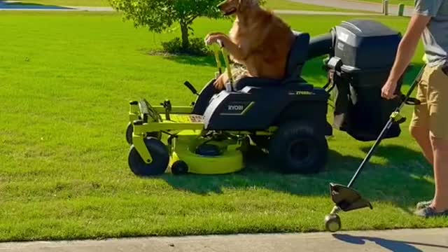 Mowing this yard always goes so much faster when I have help!