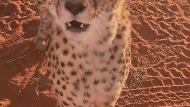 Cheetah dare you come down? I dare you come up