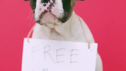 Short Cute DOG video