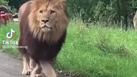 Big Lion