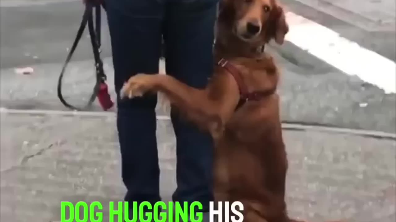 Dog hugging to the owner on the street ❤️🐶