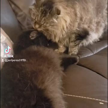 My kittys loves each other