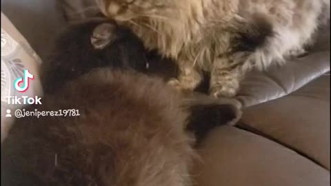 My kittys loves each other