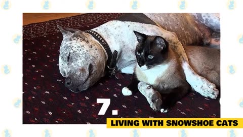 Snowshoe Cats 101 : Fun Facts & Myths
