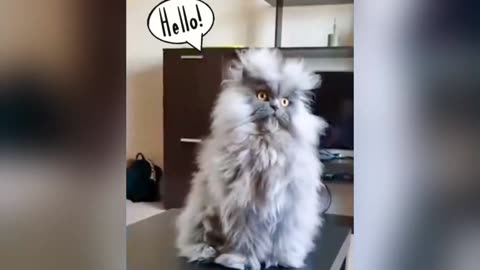 Funny animals video 🤣🤣🤣