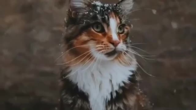 New cat interesting video