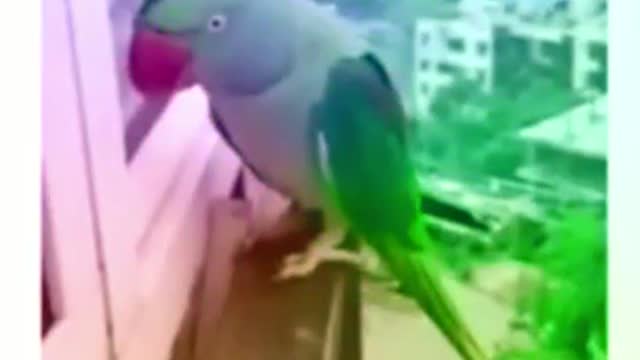 Parrot Talking - Smart And Funny Parrots Video