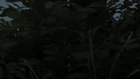 Tom Clancy Ghost Recon Wildlands Shorts