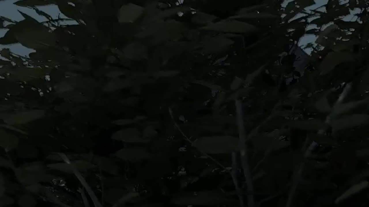 Tom Clancy Ghost Recon Wildlands Shorts