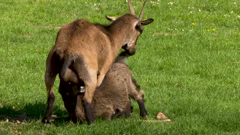 Goat Animals Kid Farm