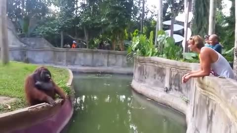 Man Tosses Treat At An Orangutan. What Happens Next Has Everyone In Disbelief!