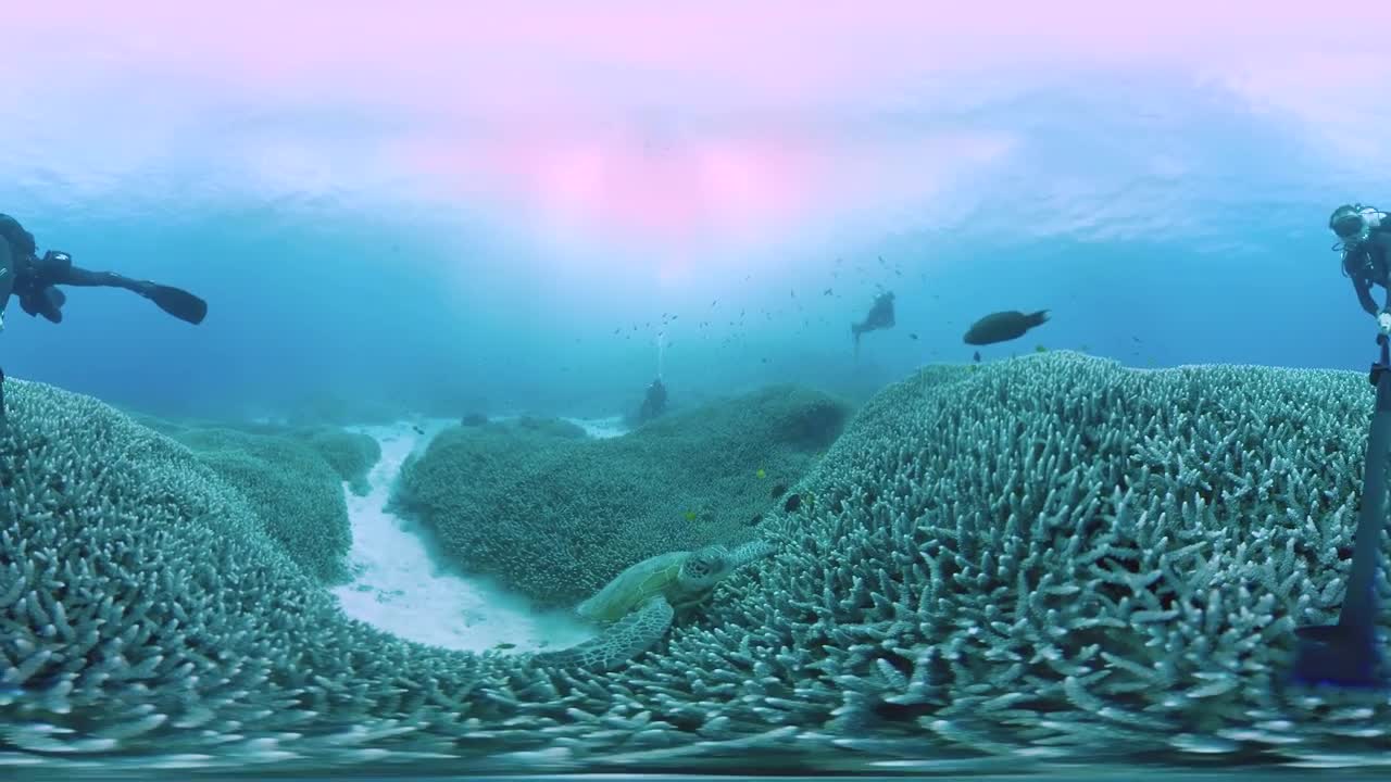 Life underwater at Lady Elliot Island