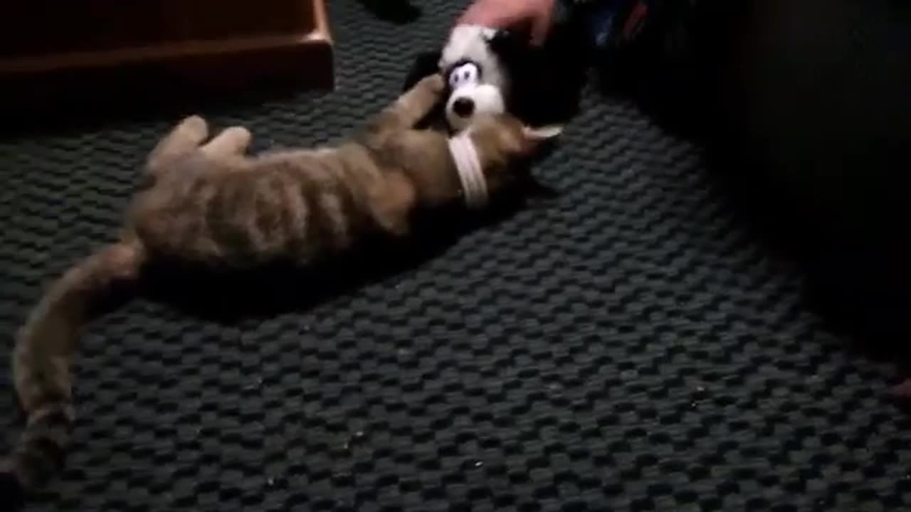 Cat playing with laughing toy #cat #cute #cats #cattoy #playingcat #pets #petlover