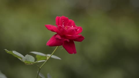 Beautiful Red Rose portrait