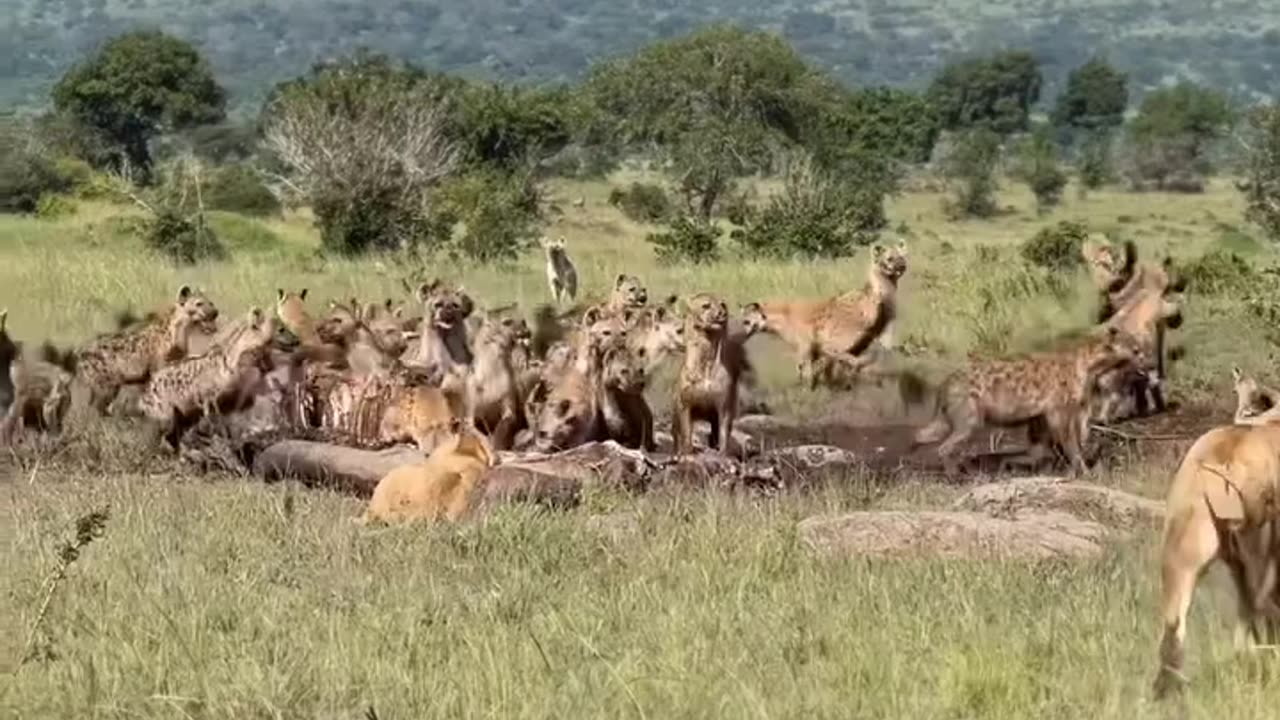 Lion and hyenas complition