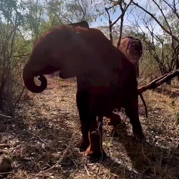 Baby elephant masters the art of head-to-toe scratching | 3 Min News | Short