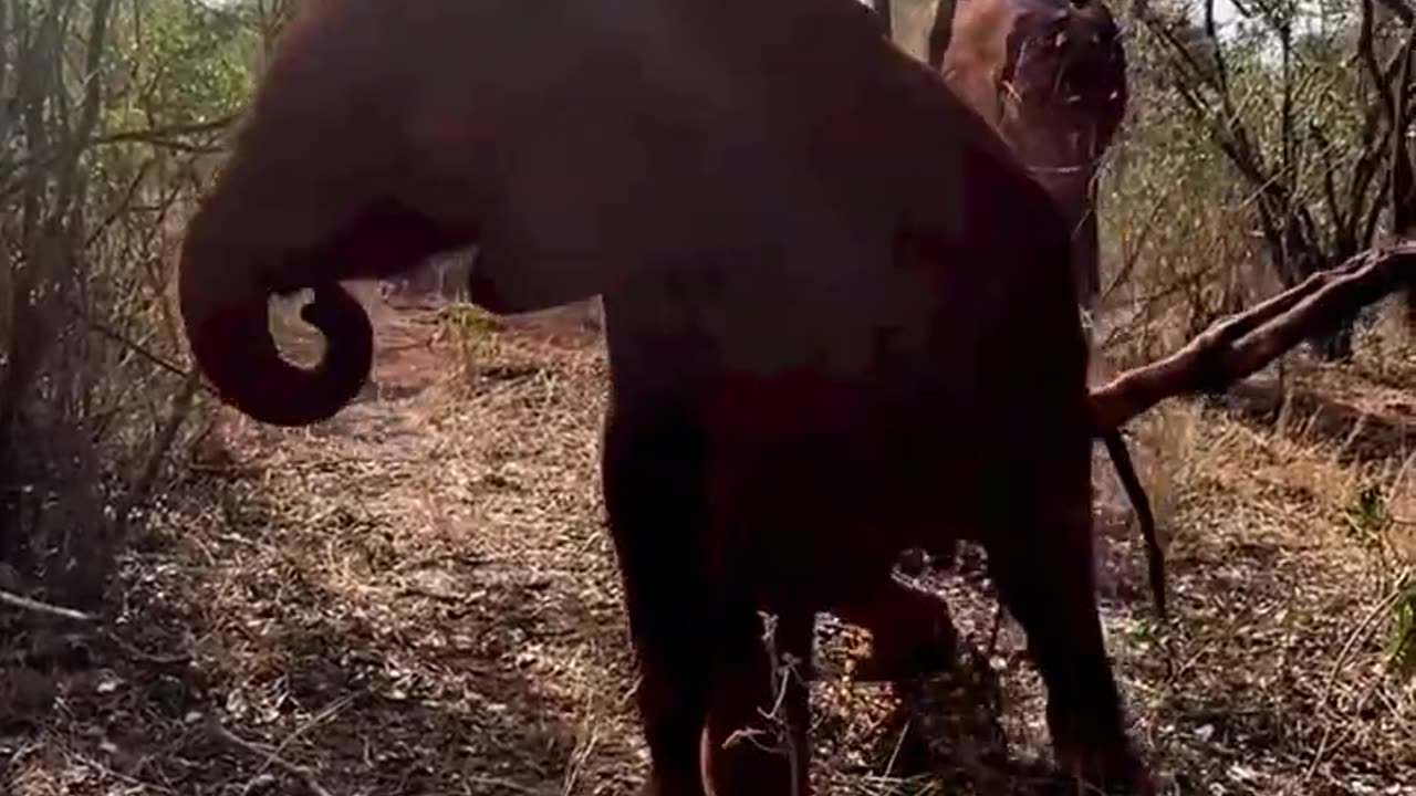 Baby elephant masters the art of head-to-toe scratching | 3 Min News | Short