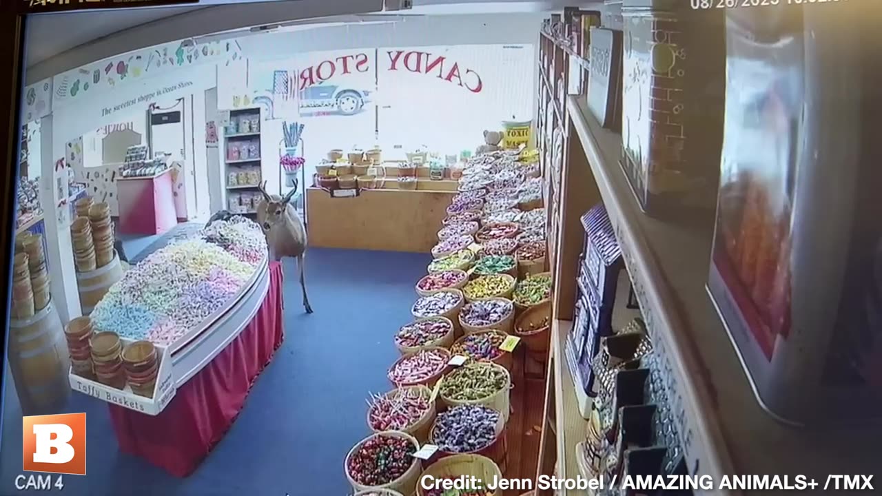 Deer SNEAKS Into Candy Store, Eyes Some Taffy, Then BOLTS