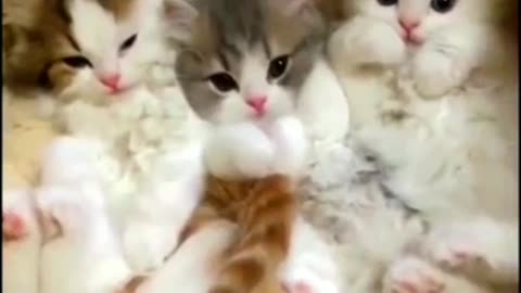 Most Funny Animal Videos Of The 2023 Funniest Cats And Dogs Videos, Funny cat Videos & dog videos