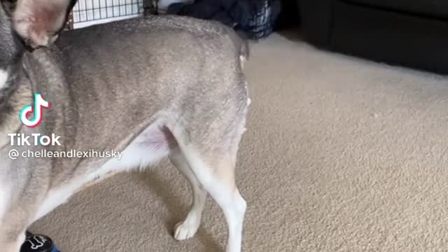 A super genius dog trying to talk like human