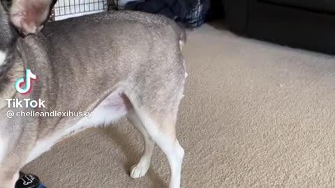 A super genius dog trying to talk like human
