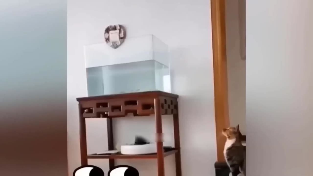 If you watch it you will laugh