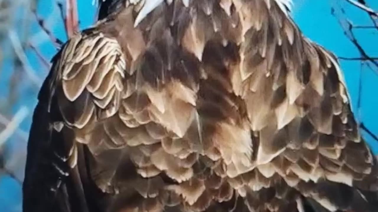 GREAT EAGLE