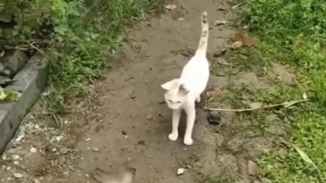 cat for fish