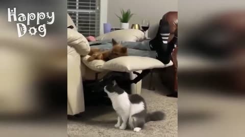 Funniest Dogs And Cats Videos 😁 Best Funny Animal Videos 2023 🥰 #41