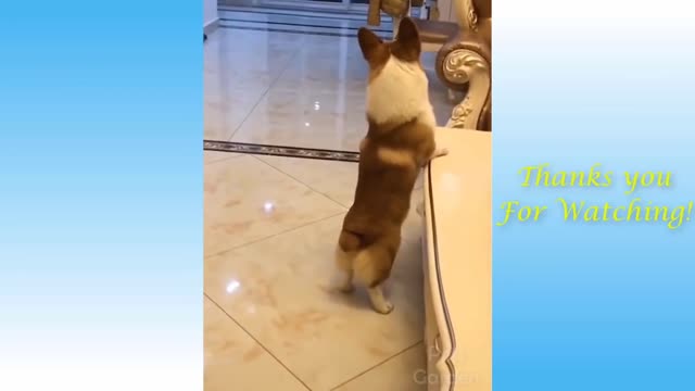 Dog jumping and cat running very funny video