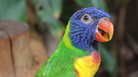 Beautiful parrot looking at the picturesque nature