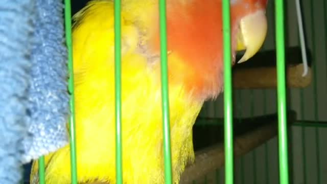 Do you want to train a bird?