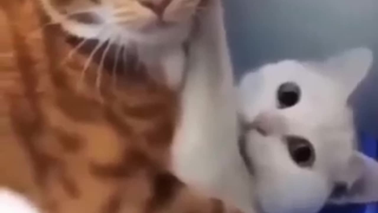 Love cat 😻 💕 💕