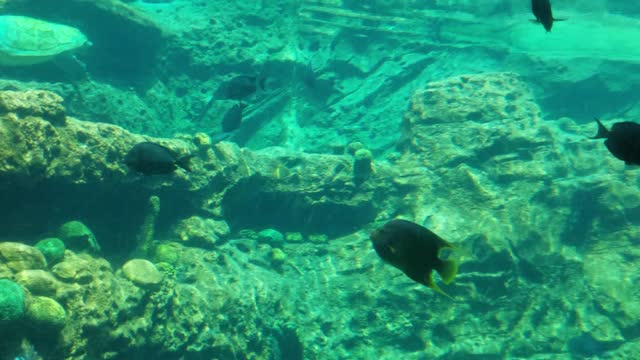 Turtle Fun