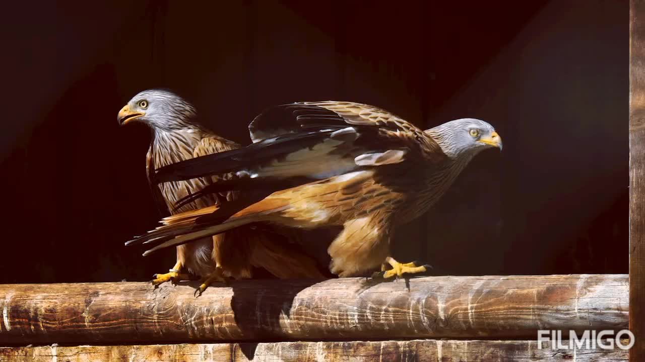 Amazing seen of Eagle